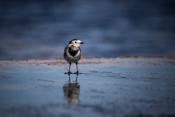 istock A Pied Wagtail bird stood in a puddle 1304070988