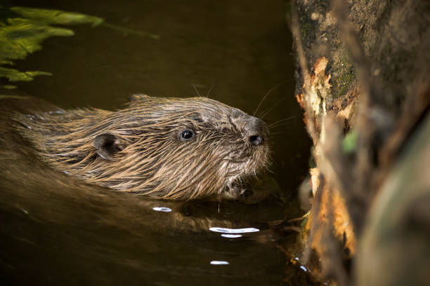 istock A Headshot of a Beaver feeding in a river 1304070994