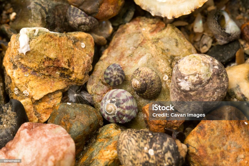 Sea-snails on a bed of rocks Sea-snails on a bed of rocks in Marazion, England, United Kingdom Sea Snail Stock Photo