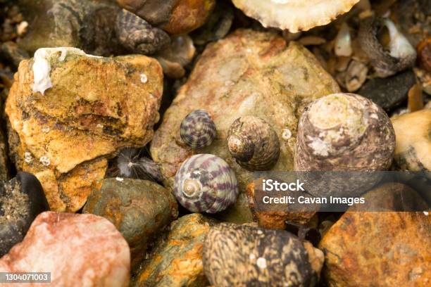 Seasnails On A Bed Of Rocks Stock Photo - Download Image Now - Sea Snail, Animal, Animal Shell