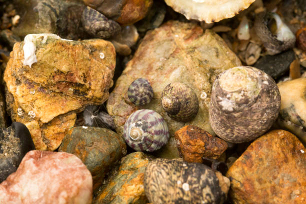 caracóis marinhos em uma cama de rochas - sea snail - fotografias e filmes do acervo