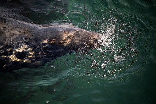 A headshot of a grey seal in the sea blowing water in Newquay, England, United Kingdom