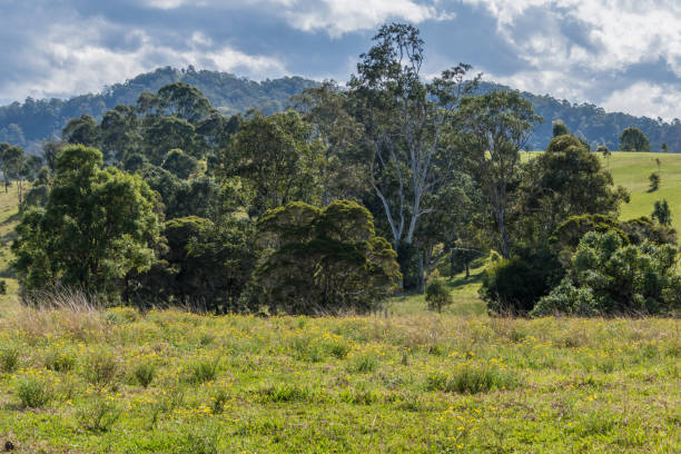 istock Rural landscape with paddocks and rolling hills 1304071034