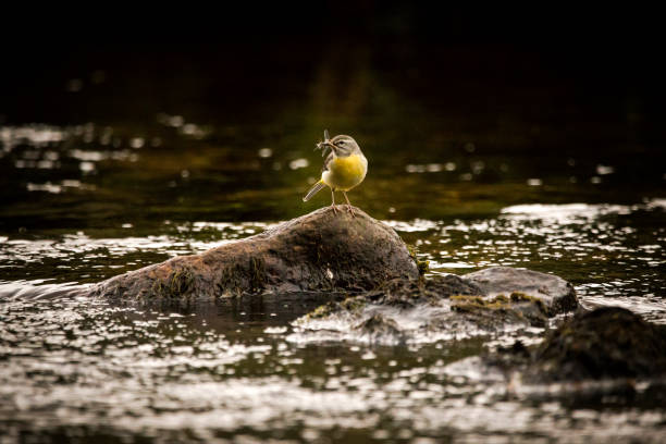 a grey wagtail bird standing on a rock in a river with a fly - grey wagtail imagens e fotografias de stock
