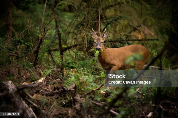 A Roe Deer Buck In Woodland Eating A Fern Stock Photo - Download Image Now - Roe Deer, Fawn - Young Deer, Autumn
