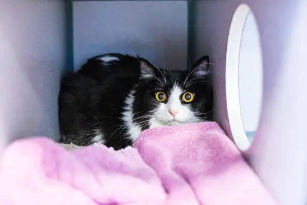 Shy Tense Cat Stares from the Back of a Kennel with Big Wide Eyes in Grass Valley, CA, United States