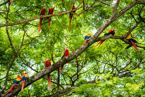 A flock of scarlet macaws, Ara macao, in a tree.  Taken in Guanacaste, Costa Rica