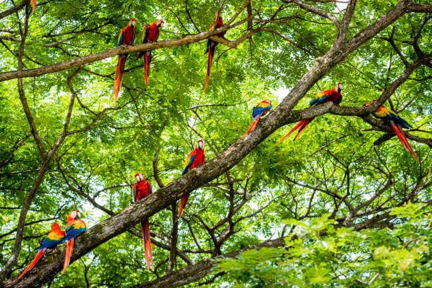 flock of scarlet macaws in the wild - tropical rainforest rainforest costa rica tree area imagens e fotografias de stock