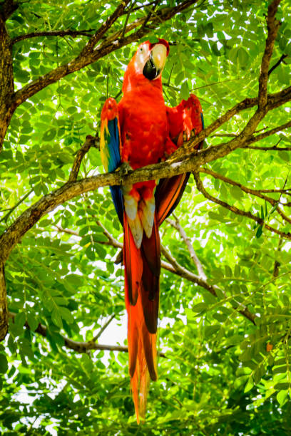 istock Scarlet macaw in the wild 1304072389