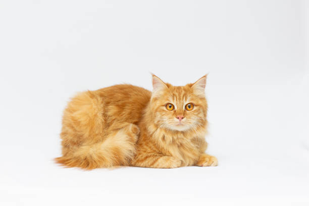 One beautiful red cat isolated on a white background.