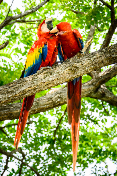 istock Pair of wild scarlet macaws preening in a tree 1304072759