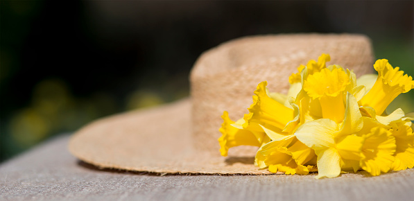 Yellow easterdecoration daffodil flowers and a straw hat, springtime, spring forward, gardening concept, web banner