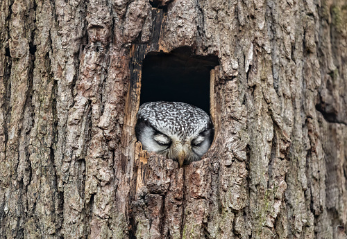 Northern hawk owl (Surnia ulula) sleeping in a tree hole.