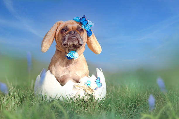 istock French Bulldog dressed up as easter bunny sitting in giant egg on flower meadow 1304075236