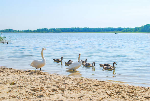 family of white swans near lake. summer landscape and swimming cygnet in river - duckling parent offspring birds imagens e fotografias de stock