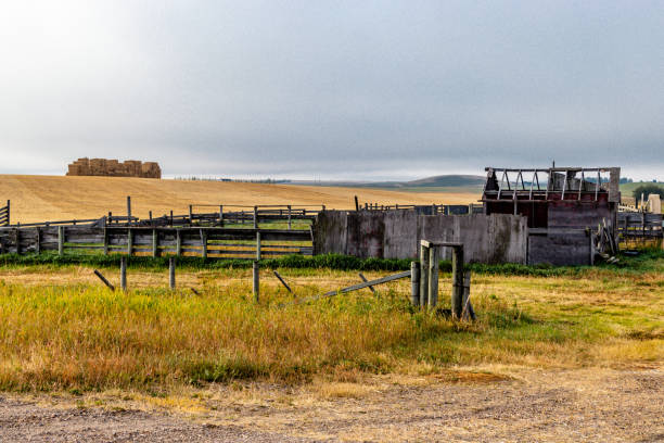 istock Rustic farm buildings in a field. Rockyview County, Alberta, Canada 1304076859