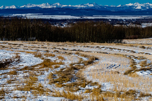 istock Left overs from the harvest. Springbank, Alberta, Canada 1304077707