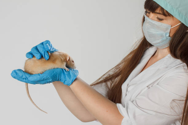 Experiment with lab rat, mouse to find coronavirus vaccine in lab. Laboratory test on small mouse. Medical manipulation on animals. Vaccine experiment on grey rat. Nurse hands in blue gloves stock photo