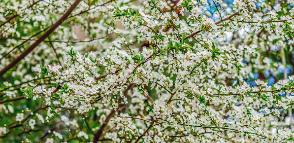beautiful white cherry blossom tree in the spring