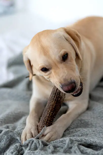 Photo of Yellow labrador retriever lying on the floor and chewing edible stick.