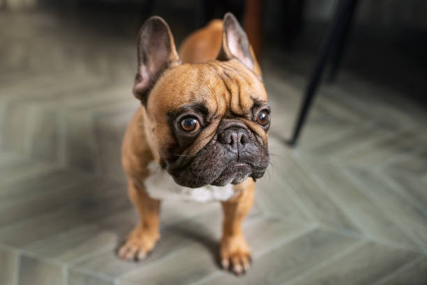 istock French bulldog suspiciously looking at camera. 1304078986
