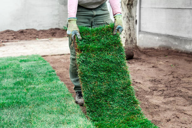 istock gardener is coating soil with rolls of a lawn 1304079005