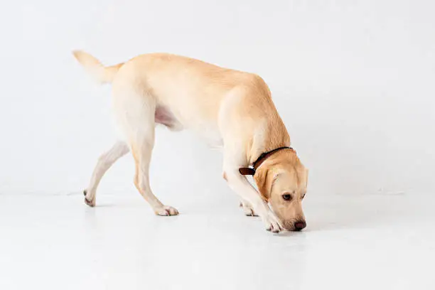 Photo of Young yellow labrador retriever smelling the floor