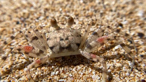 istock one brown ghost crab in the sunshine / ocypode 1304080428
