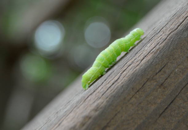 Green caterpillar on a concrete background