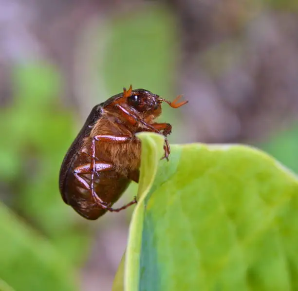 Photo of June Beetle