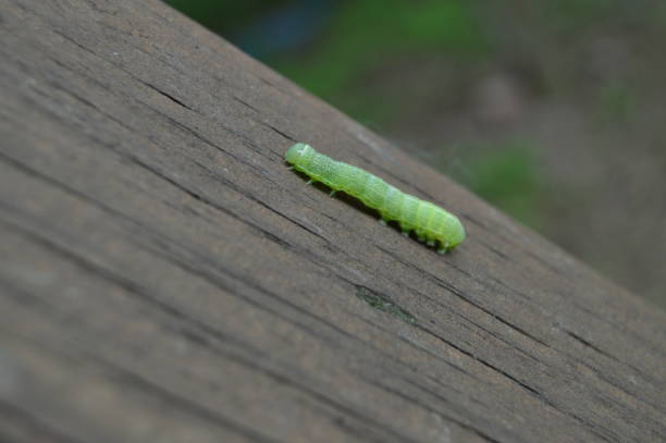 istock Green Caterpillar Crawling on wood 1304080804