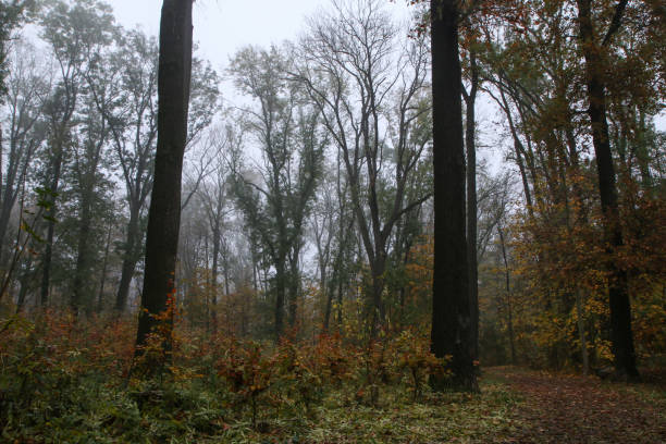 istock The wood during the late autumn 1304080972
