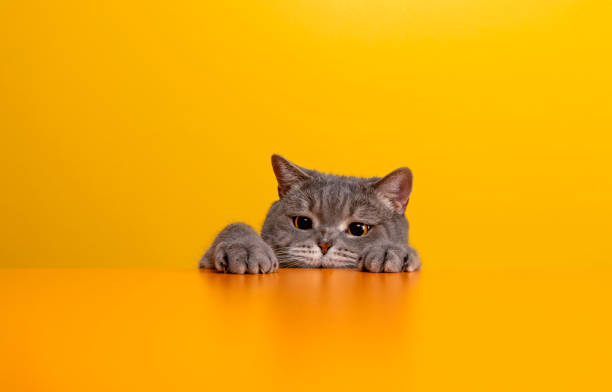 istock British shorthair cat 1304081780