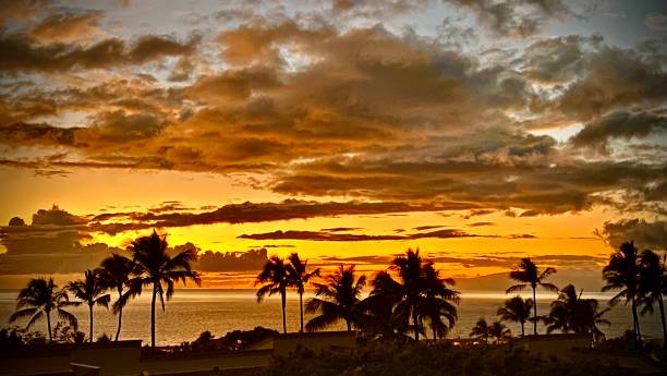 nur ein weiterer orange tropischer sonnenuntergang auf maui mit silhouettenden palmen - kihei kaanapali lahaina coconut palm tree stock-fotos und bilder