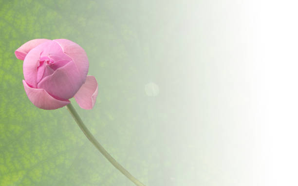 istock Blank card between the leaf and lotus 1304083193