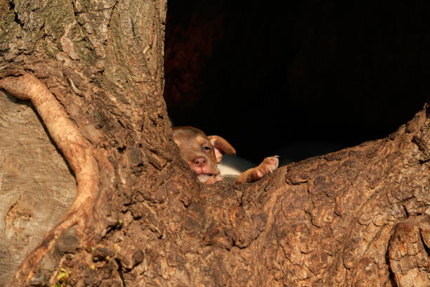 istock Little brown puppy mongrel lies in a hollow willow 1304083457