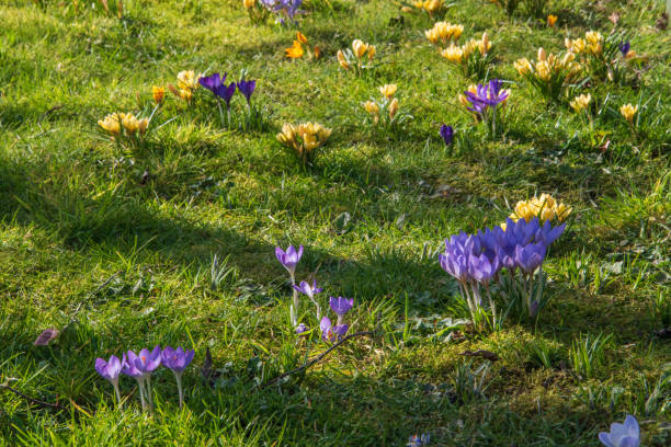 istock Blooming crocuses, crocus, in a meadow in spring. This year they already bloom in February. 1304084851