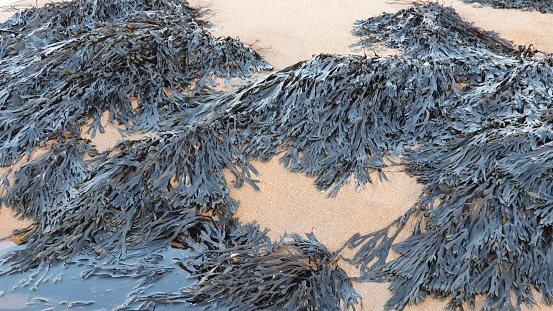 Close up of seaweed