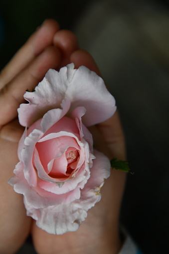 Pink rose in palm of hand