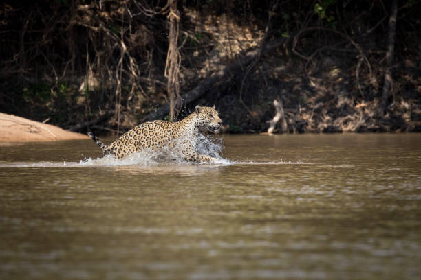 istock Aggressive Male Jaguar 1304086131