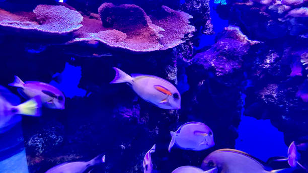 one swimming school of orange band surgeonfish / acanthurus olivaceus underwater on maui, hi - usa acanthurus achilles stock pictures, royalty-free photos & images