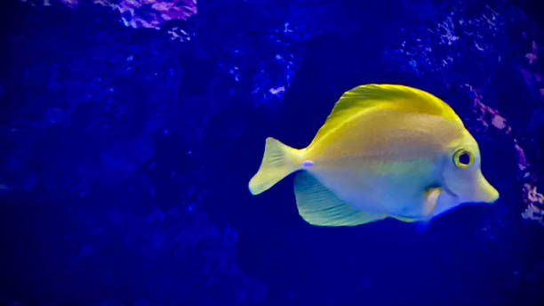 one swimming yellow tang fish / zebrasoma flavescens underwater on maui, hi - usa acanthurus achilles stock pictures, royalty-free photos & images