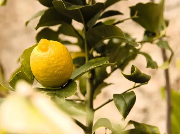 Close up of Yellow Lemon fruit on Lemontree