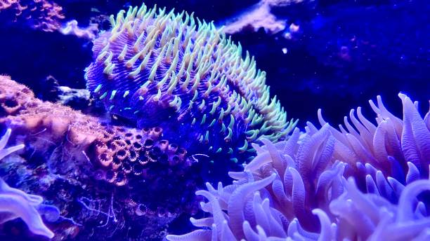 neon green spiny coral / acropora under water on maui, hi - usa deep sea staghorn coral school of fish stock pictures, royalty-free photos & images