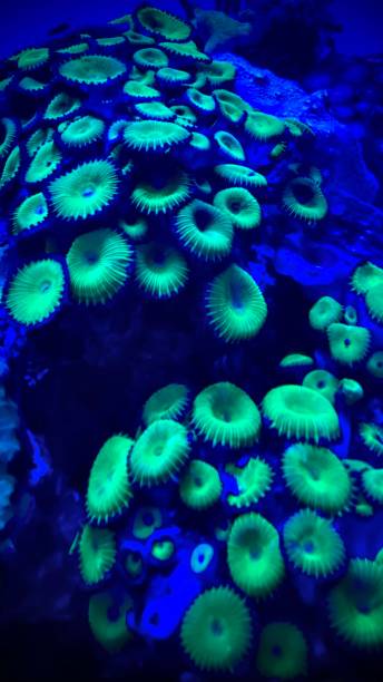 istock neon green growing coral in blue waters on the reef 1304087220