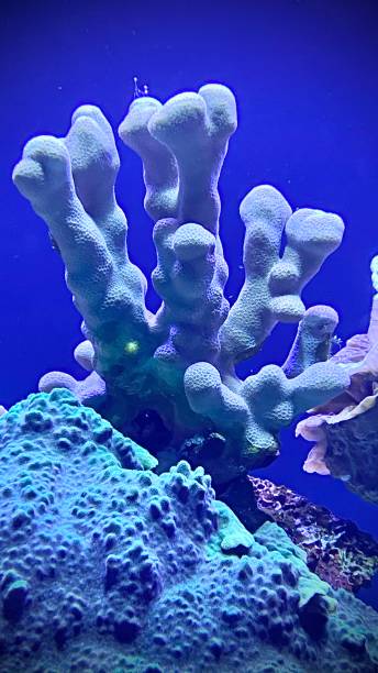 istock white growing coral in blue waters on the reef 1304087229