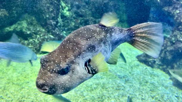 istock white-spotted puffer fish in shallow waters near the reef / arothron hispidus 1304087235