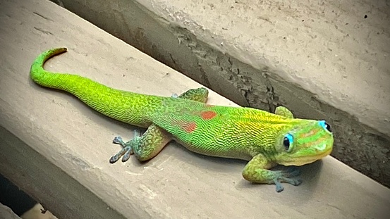 on a walk on maui, hi - usa