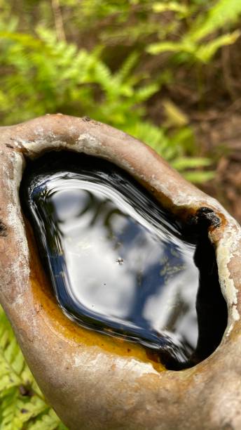 reflective pooled water in a tree trunk - maui iao valley state park hawaii islands mountain imagens e fotografias de stock