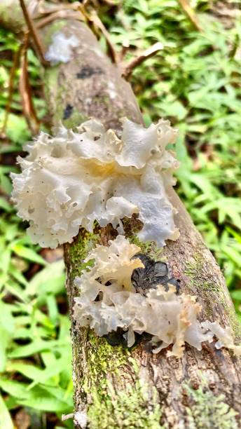 istock white growing snow fungus on a deadfall tree / tremella fuciformis 1304088052